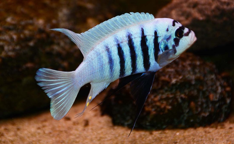 Maylandia fainzilberi 'Maison Reef'